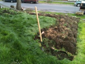 removing the grass - front yard - Seattle urban oasis