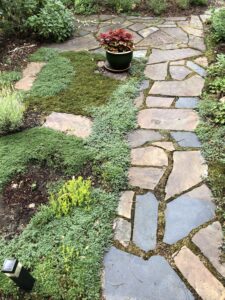 Front Yard Ground Cover